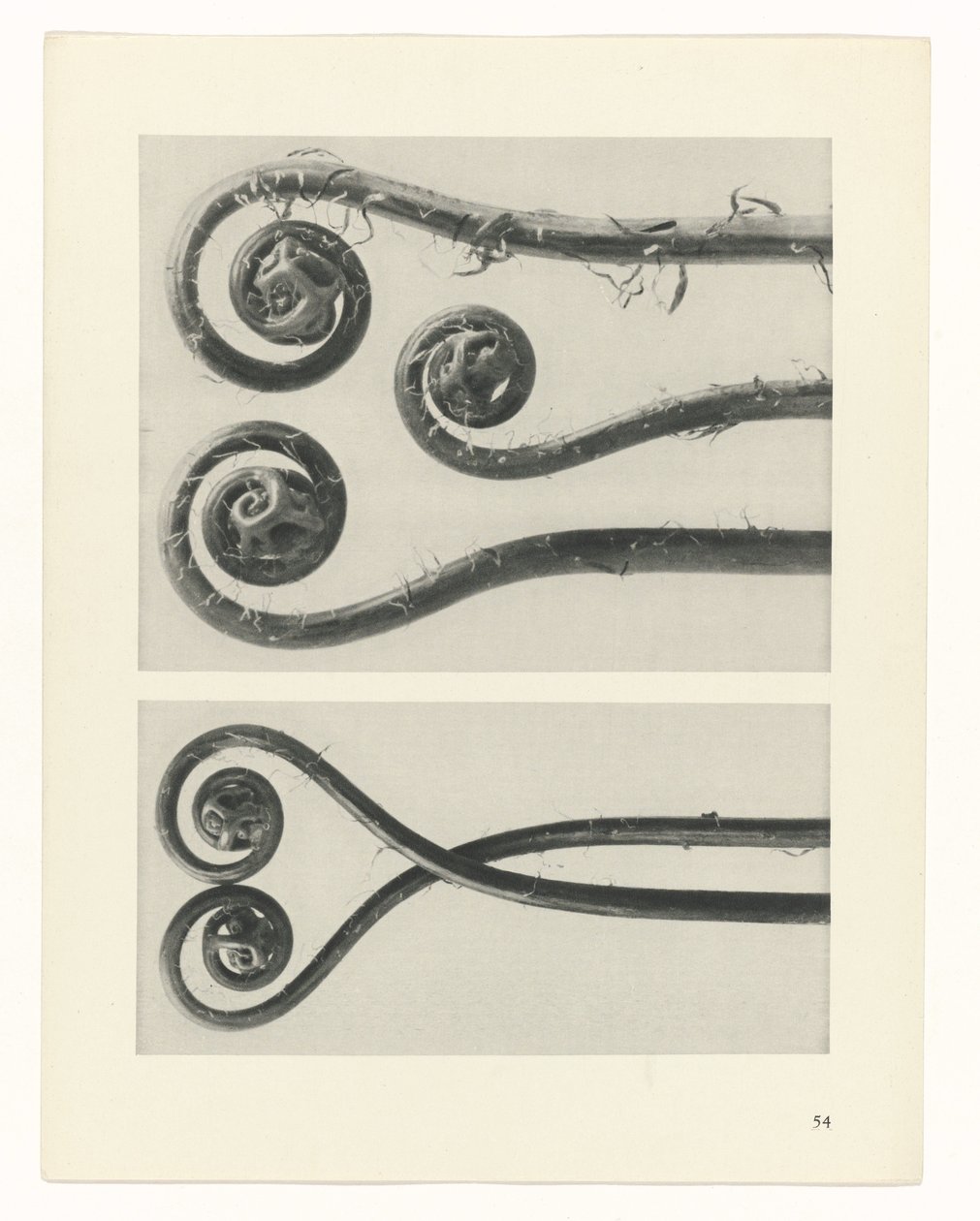 Pflanzenstudie (Urformen der Kunst) von Karl Blossfeldt