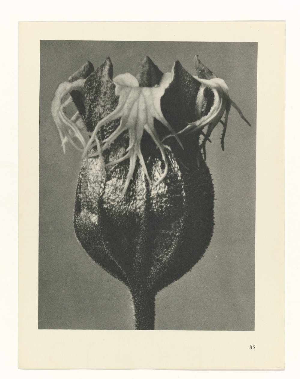Pflanzenstudie (Urformen der Kunst) von Karl Blossfeldt