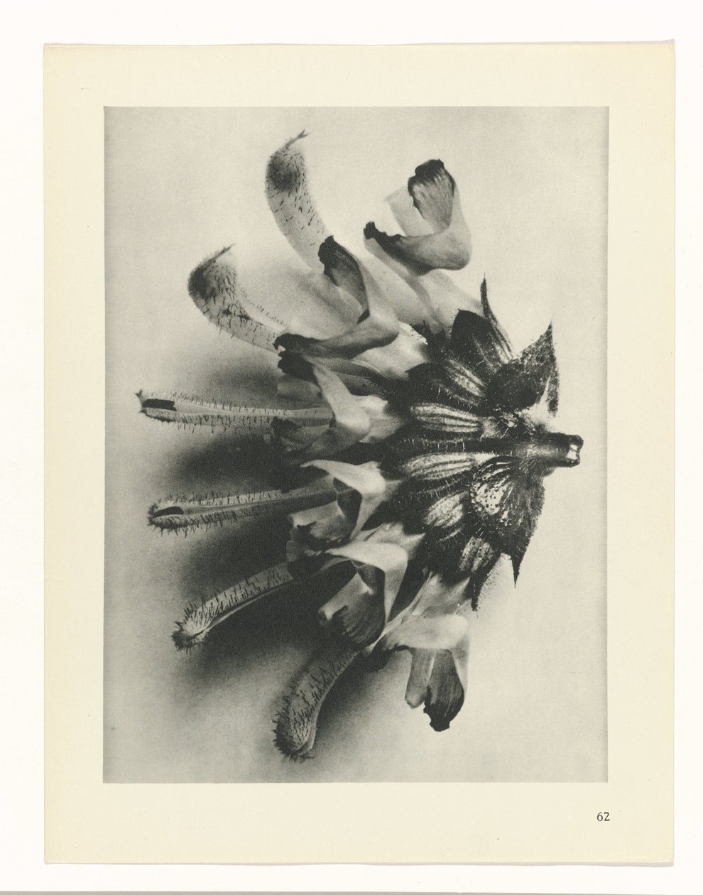 Pflanzenstudie (Urformen der Kunst) von Karl Blossfeldt