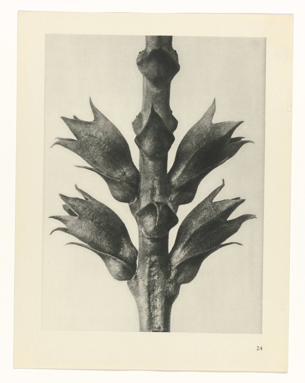 Pflanzenstudie Urformen der Kunst (Serientitel) von Karl Blossfeldt