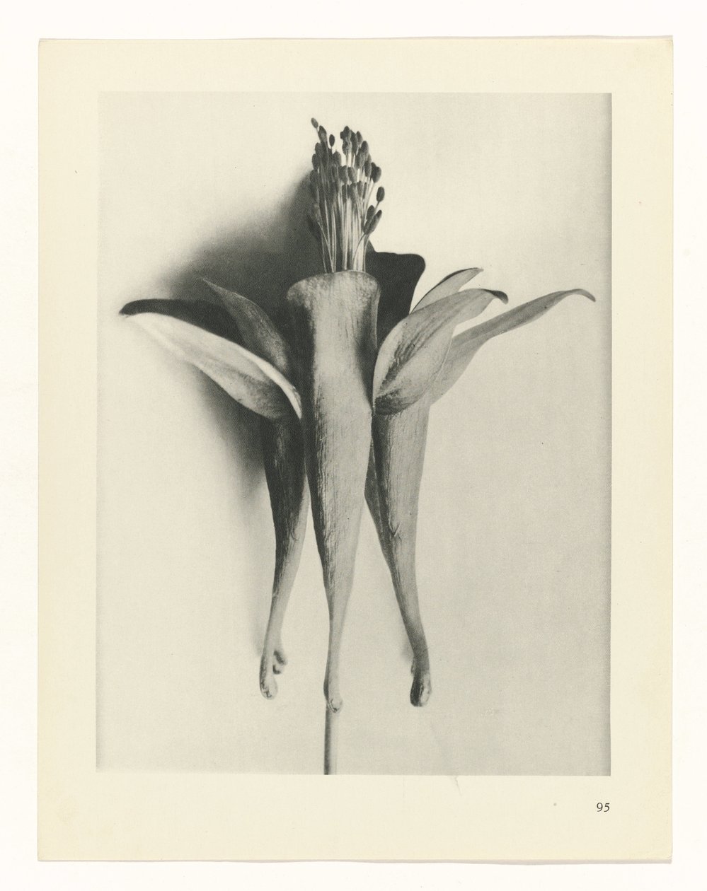 Pflanzenstudie Urformen der Kunst (Serientitel) von Karl Blossfeldt