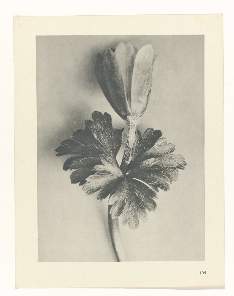 Pflanzenstudie Urformen der Kunst (Serientitel) von Karl Blossfeldt