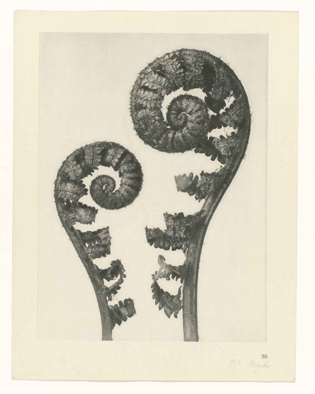 Pflanzenstudie Urformen der Kunst (Serientitel) von Karl Blossfeldt
