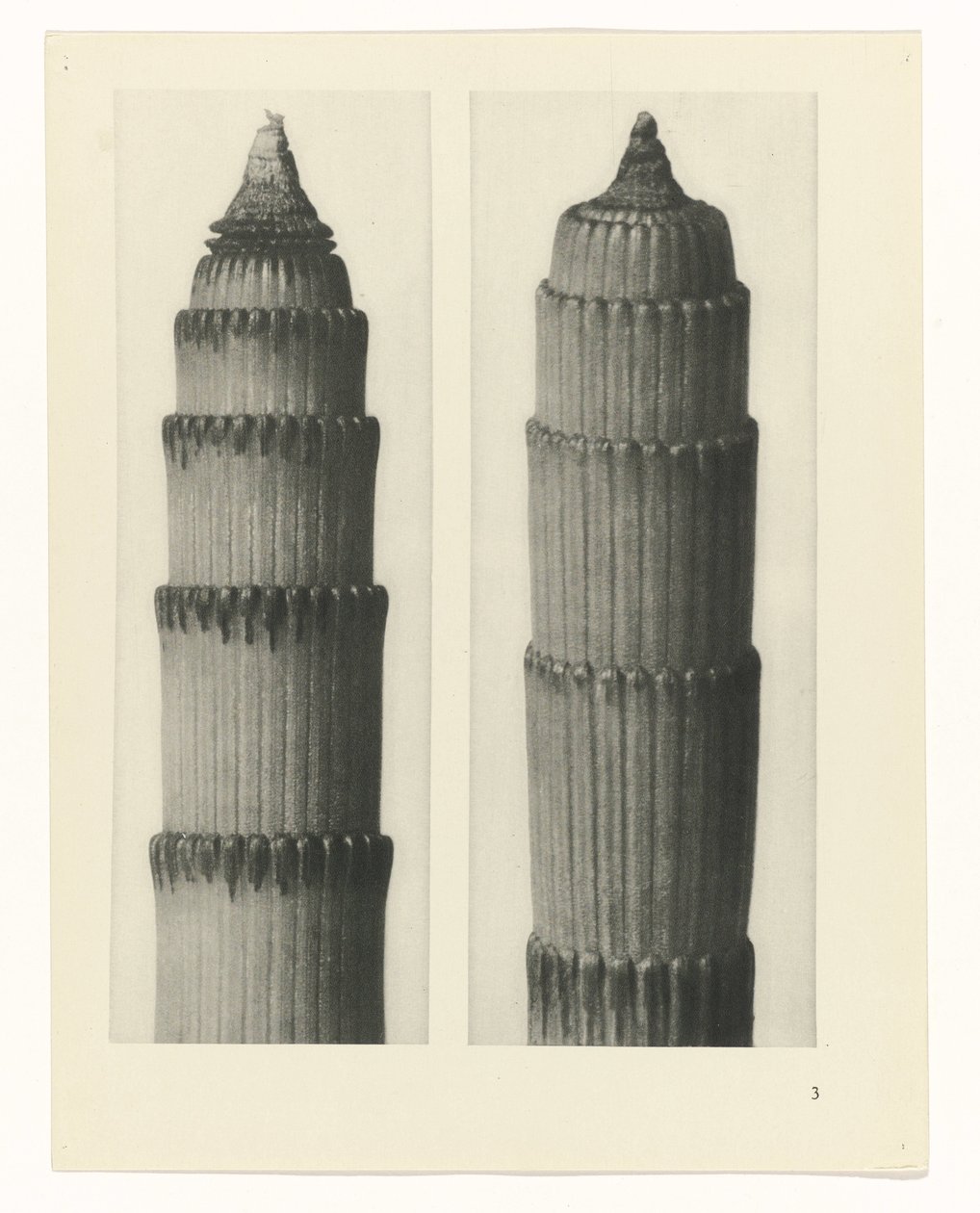Pflanzenstudie Urformen der Kunst (Serientitel) von Karl Blossfeldt