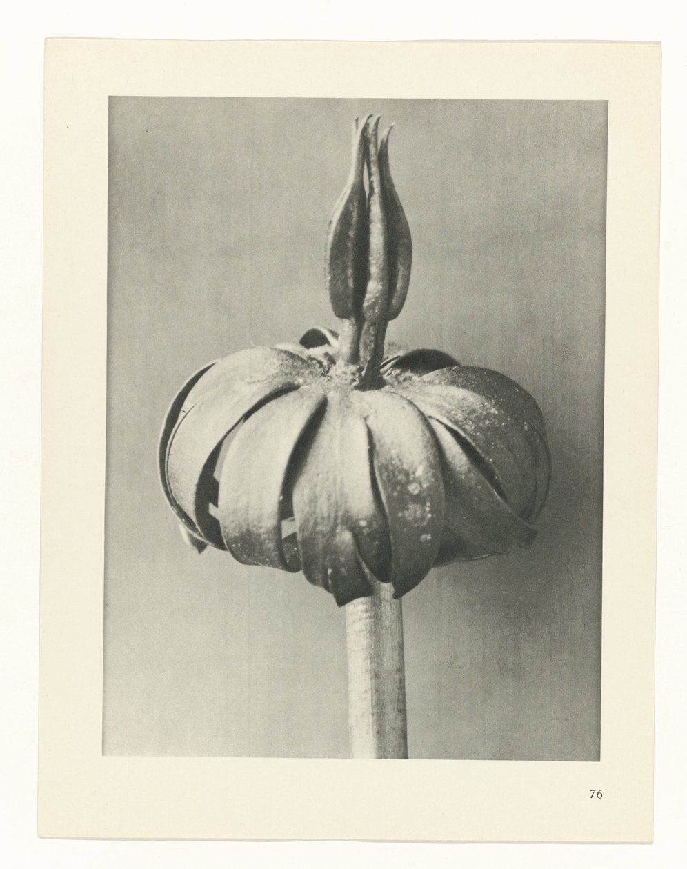 Pflanzenstudie Urformen der Kunst (Serientitel) von Karl Blossfeldt