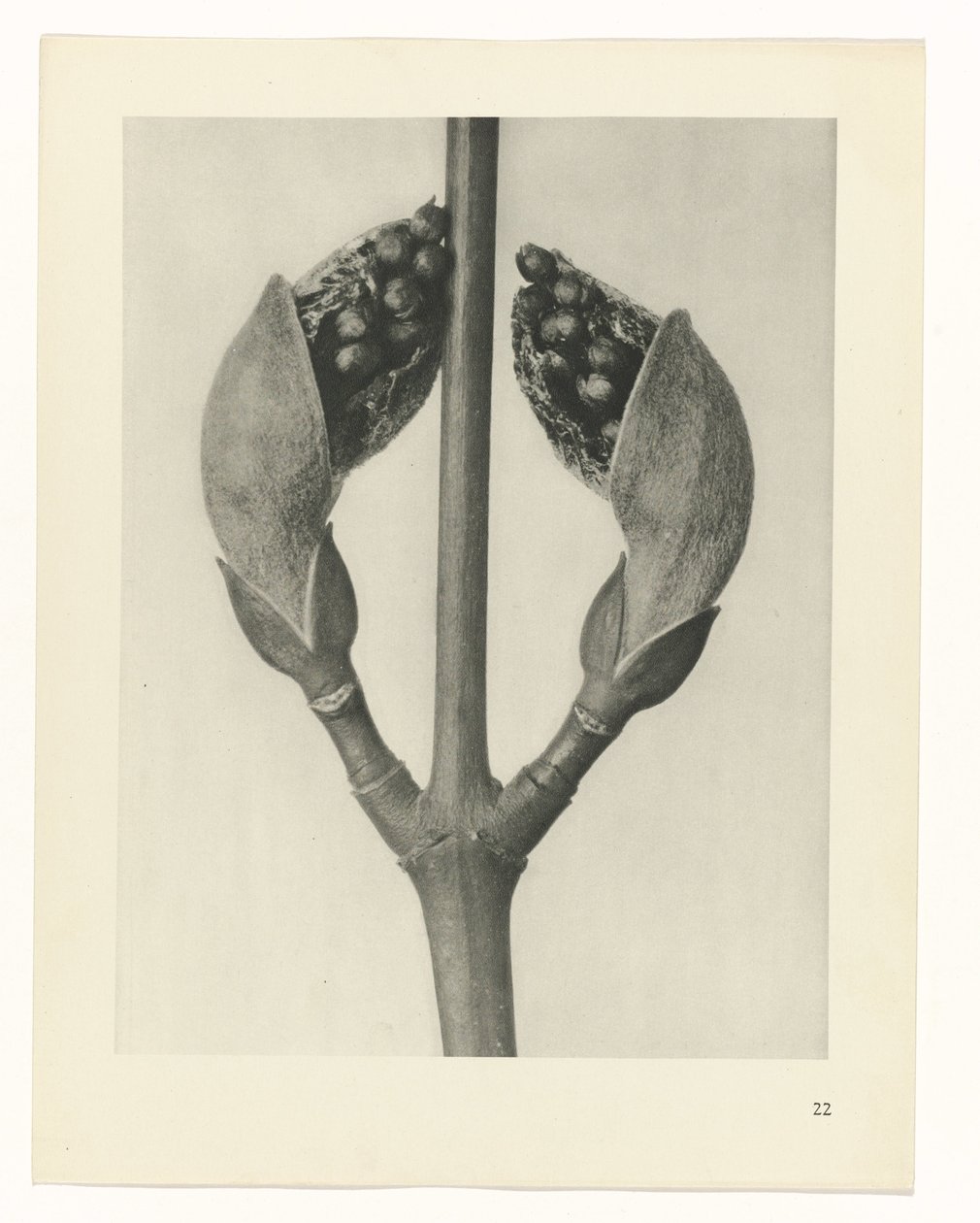 Pflanzenstudie Urformen der Kunst (Serientitel) von Karl Blossfeldt