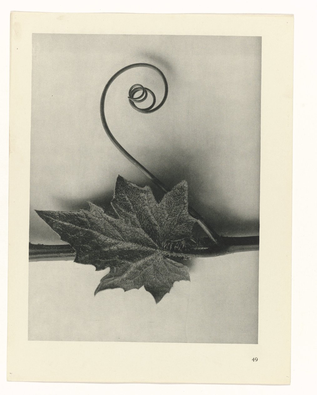 Pflanzenstudie Urformen der Kunst (Serientitel) von Karl Blossfeldt