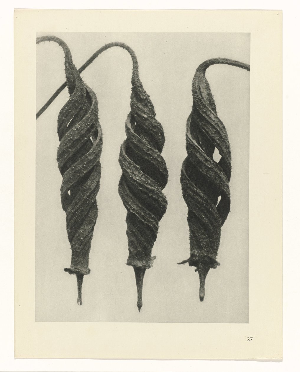 Pflanzenstudie Urformen der Kunst (Serientitel) von Karl Blossfeldt