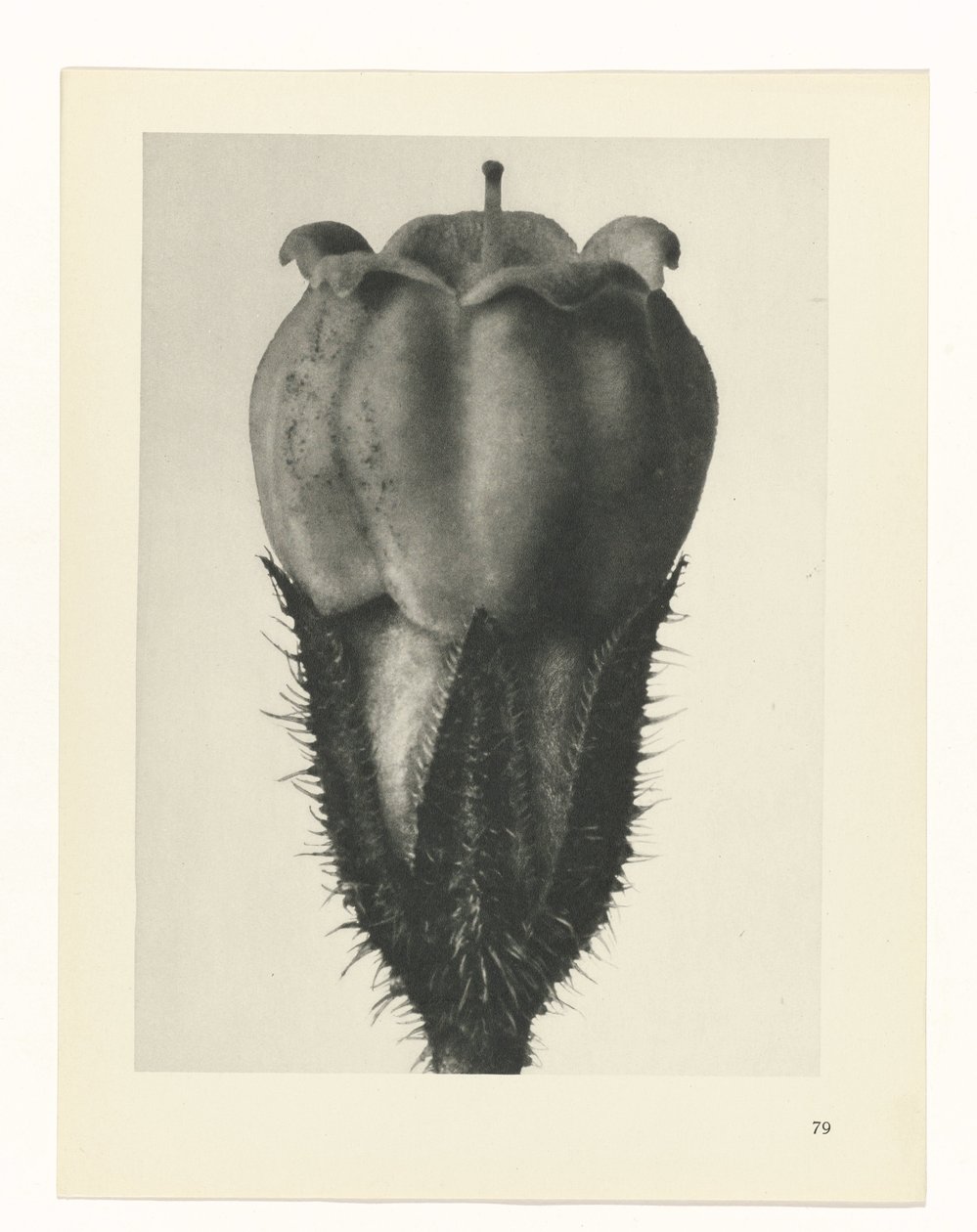 Pflanzenstudie Urformen der Kunst (Serientitel) von Karl Blossfeldt