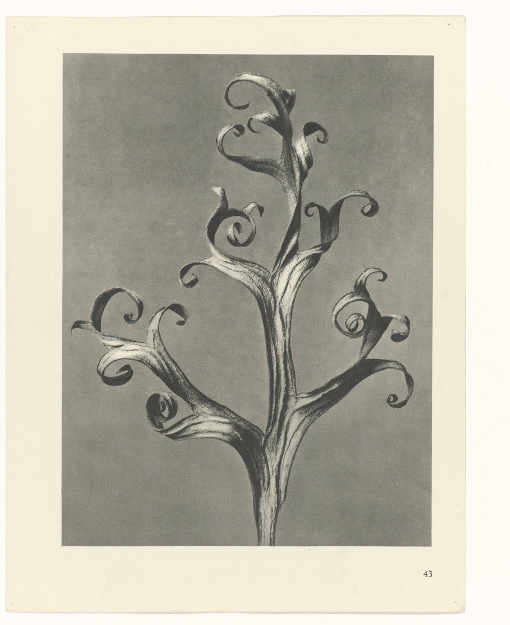 Pflanzenstudie Urformen der Kunst (Serientitel) von Karl Blossfeldt