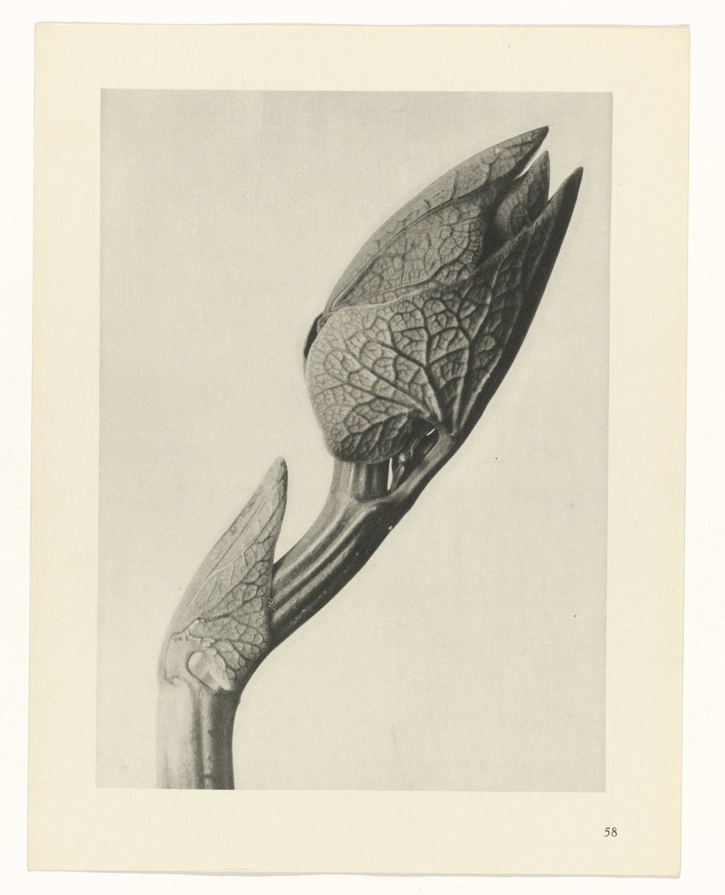 Pflanzenstudie Urformen der Kunst (Serientitel) von Karl Blossfeldt