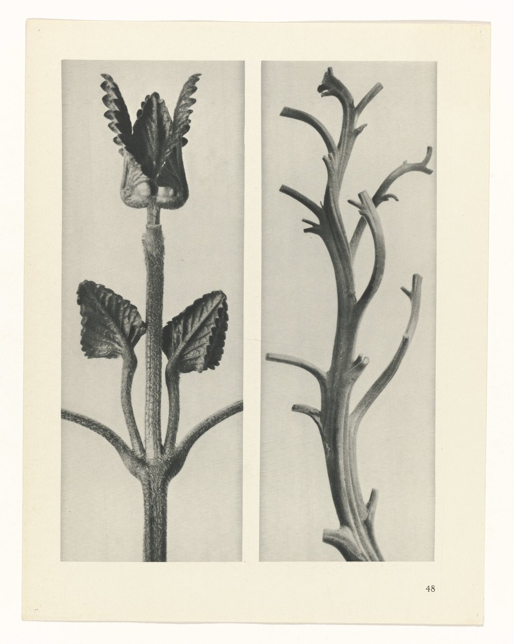 Pflanzenstudie Urformen der Kunst (Serientitel) von Karl Blossfeldt