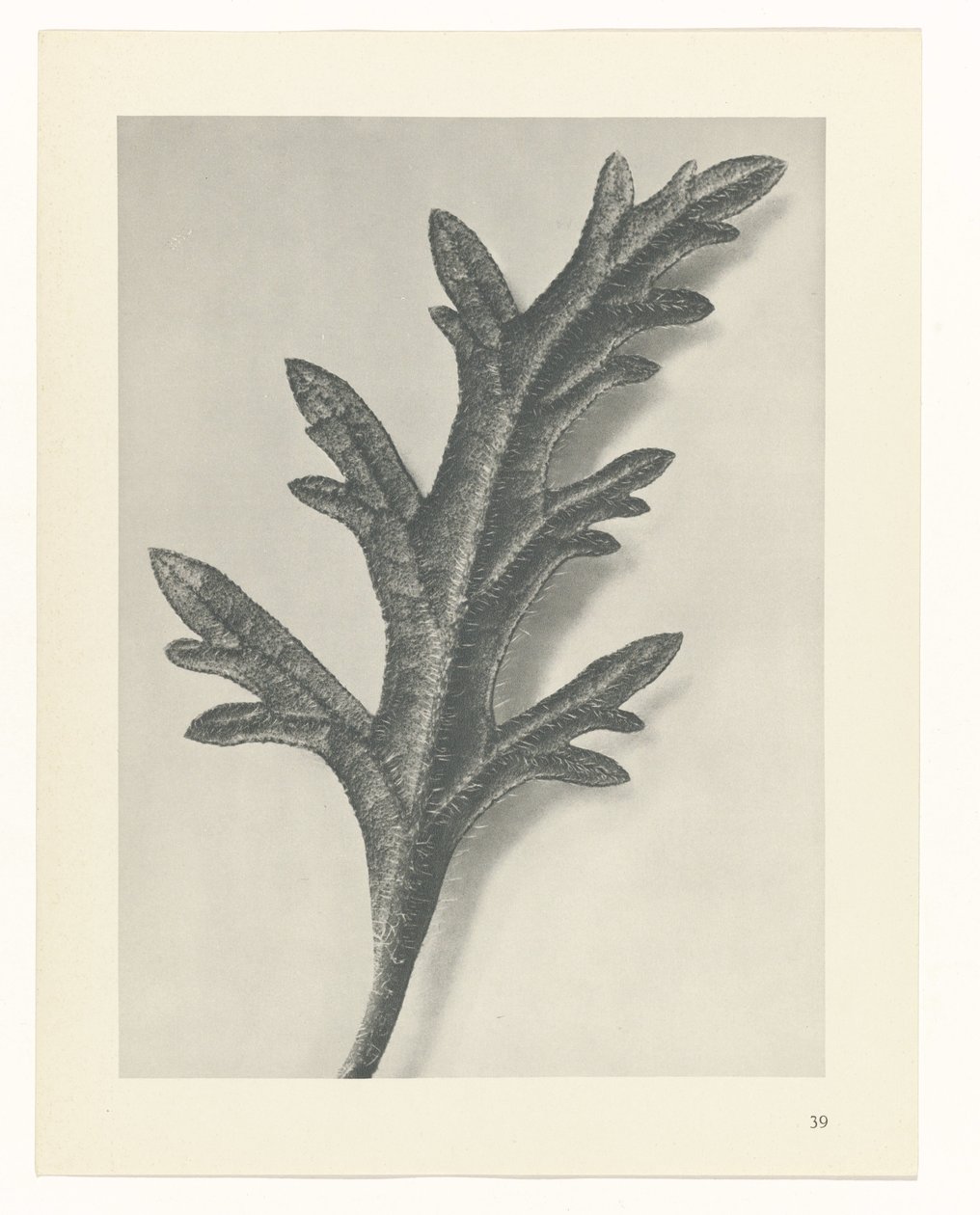 Pflanzenstudie Urformen der Kunst (Serientitel) von Karl Blossfeldt