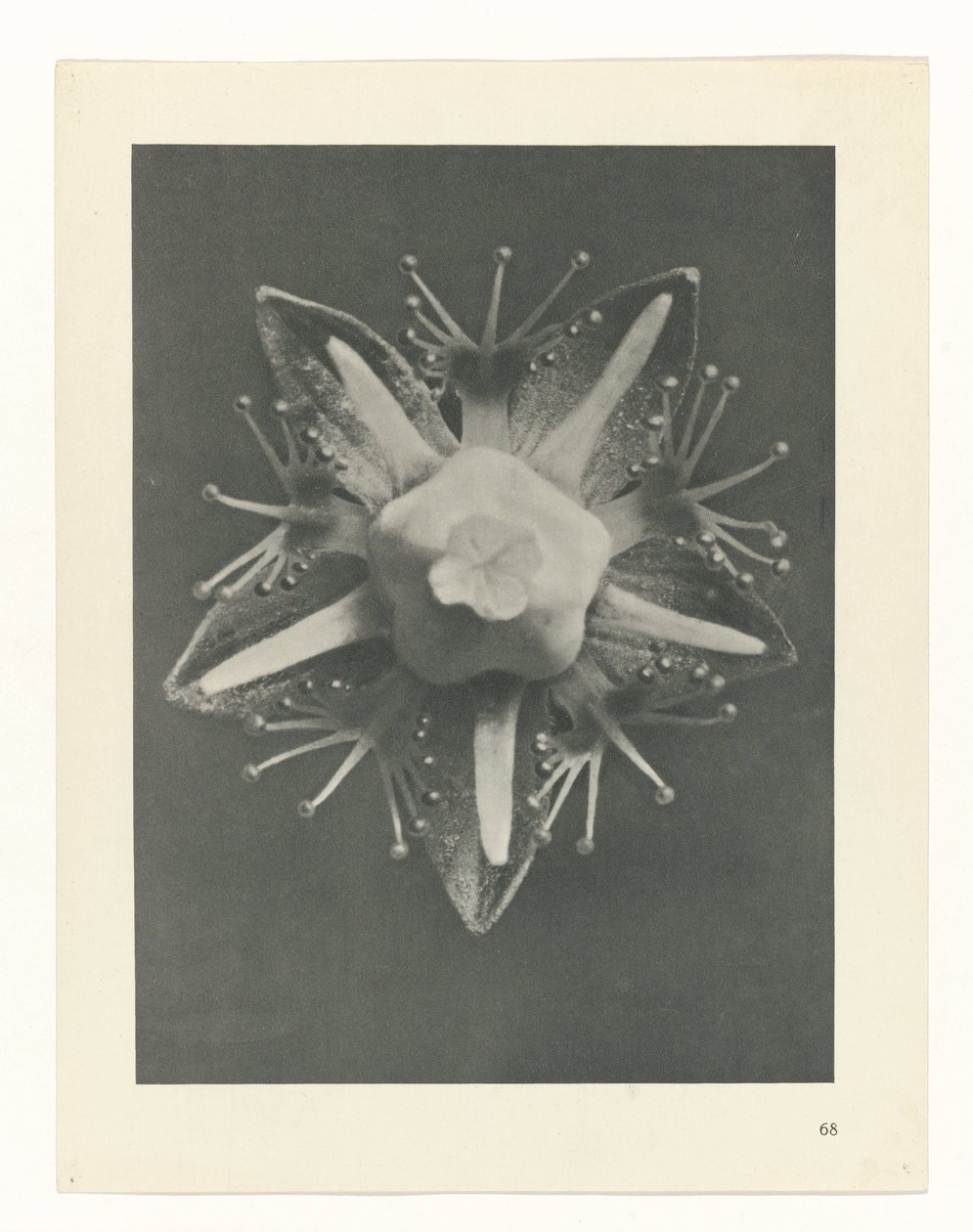 Pflanzenstudie Urformen der Kunst (Serientitel) von Karl Blossfeldt