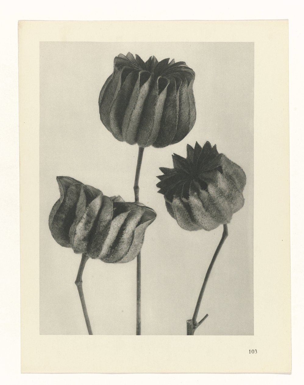 Pflanzenstudie Urformen der Kunst (Serientitel) von Karl Blossfeldt