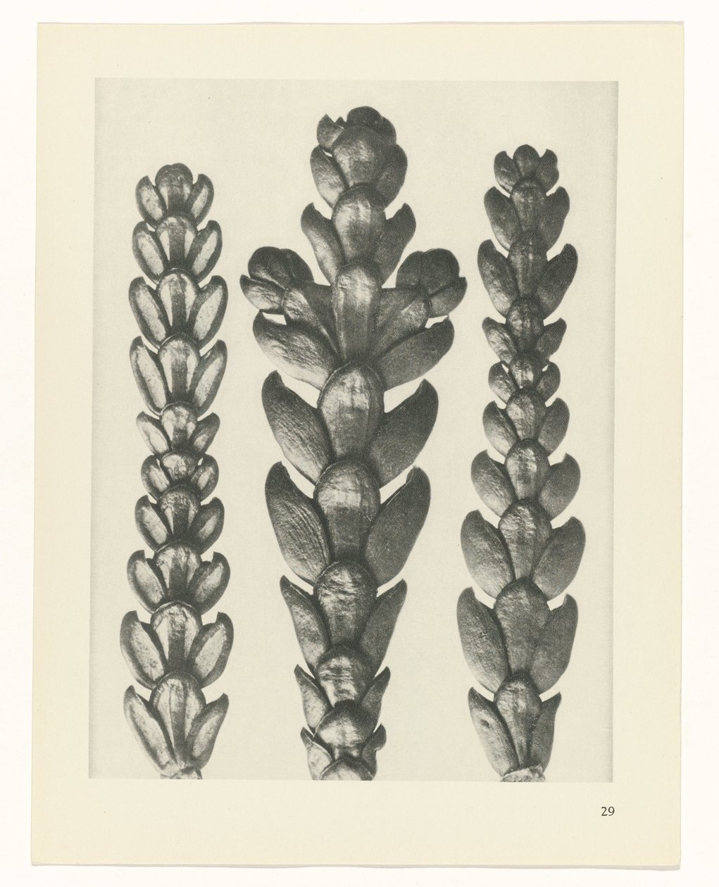 Pflanzenstudie Urformen der Kunst (Serientitel) von Karl Blossfeldt