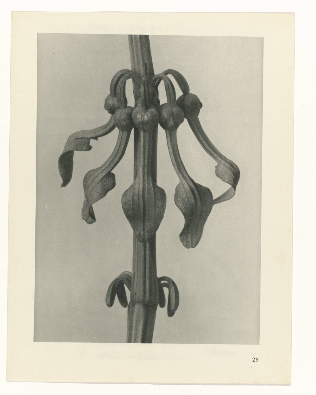 Pflanzenstudie Urformen der Kunst (Serientitel) von Karl Blossfeldt