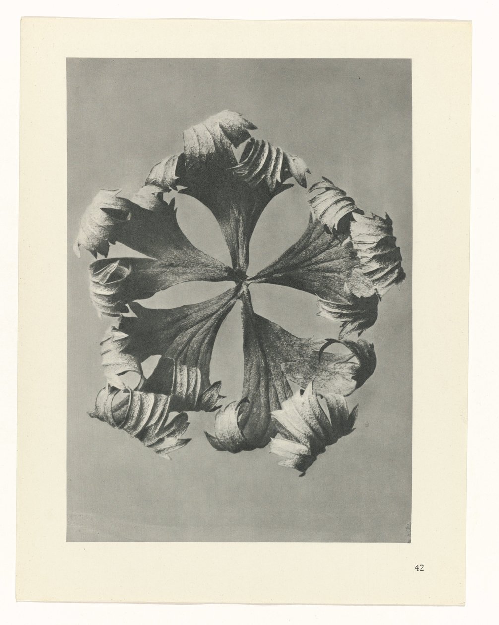 Pflanzenstudie Urformen der Kunst (Serientitel) von Karl Blossfeldt