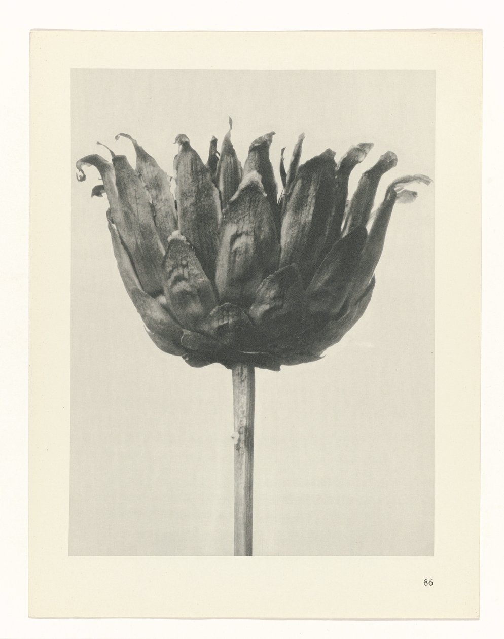 Pflanzenstudie Urformen der Kunst (Serientitel) von Karl Blossfeldt