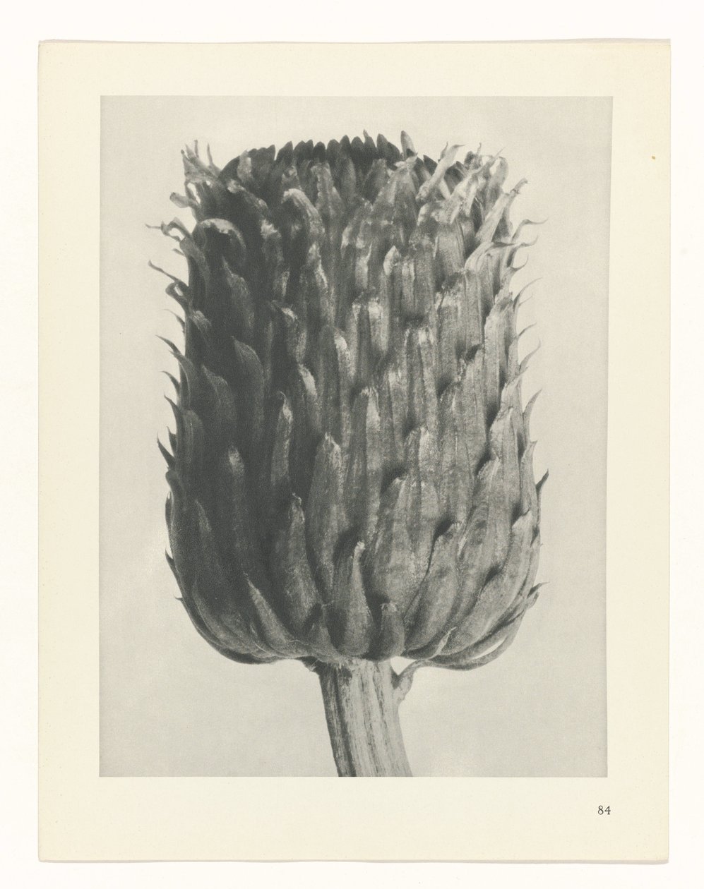 Pflanzenstudie Urformen der Kunst (Serientitel) von Karl Blossfeldt