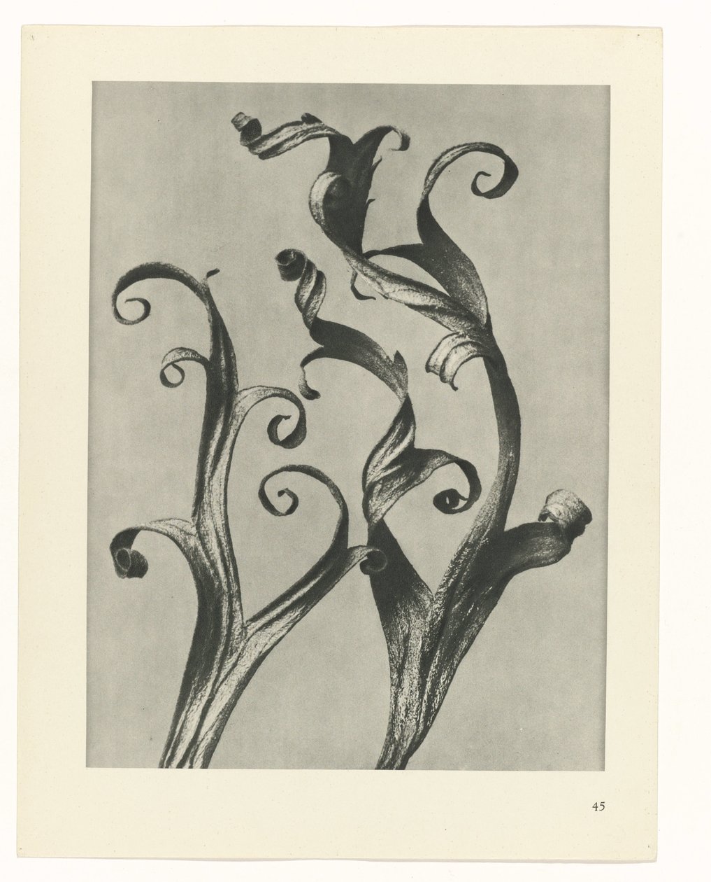 Pflanzenstudie Urformen der Kunst (Serientitel) von Karl Blossfeldt