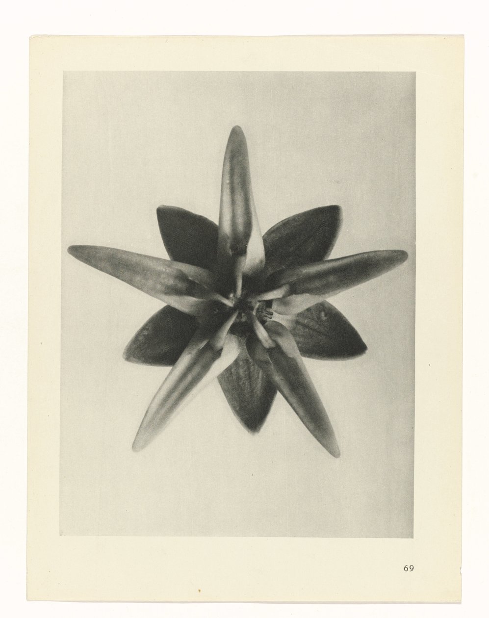 Pflanzenstudie Urformen der Kunst (Serientitel) von Karl Blossfeldt