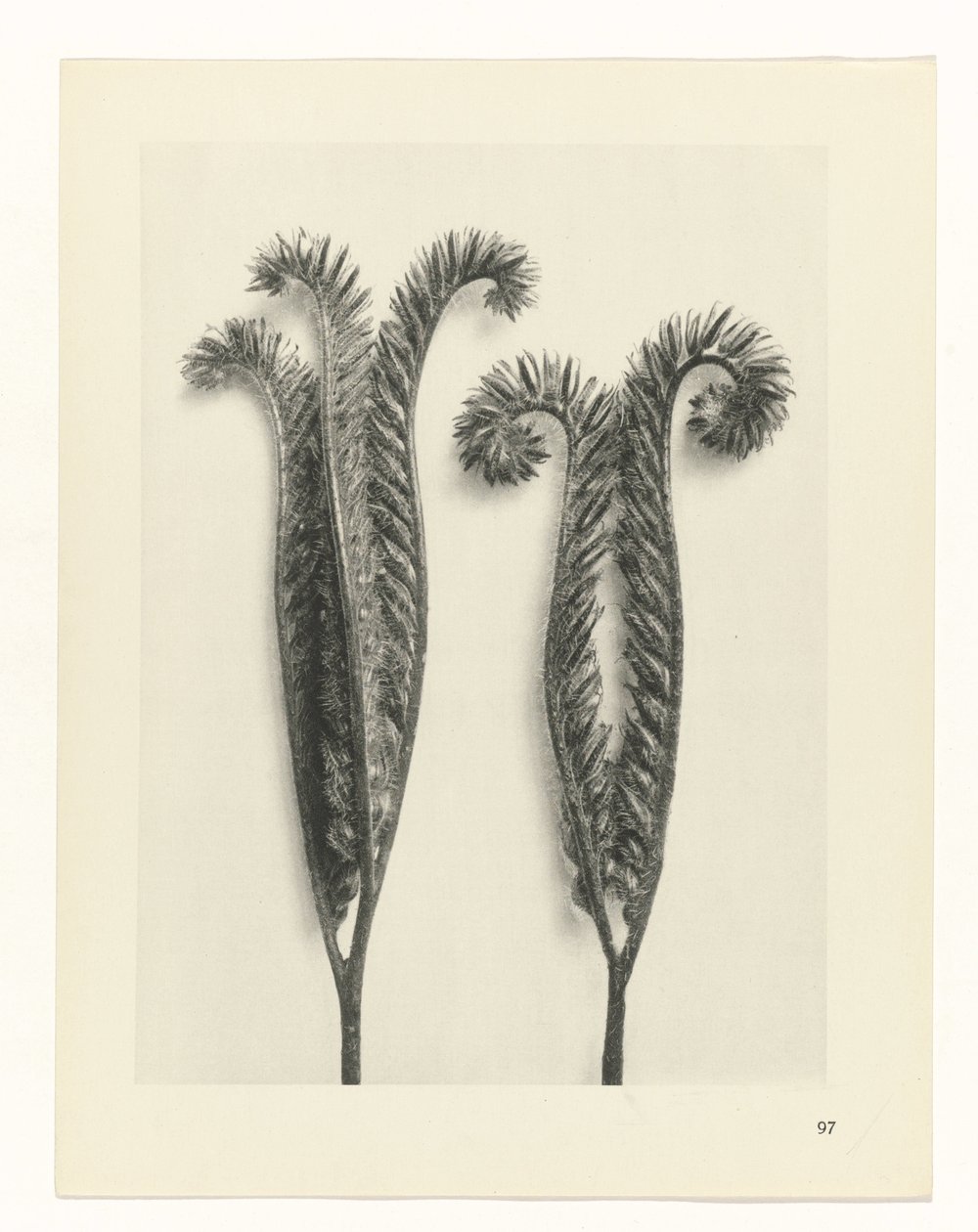 Pflanzenstudie Urformen der Kunst (Serientitel) von Karl Blossfeldt