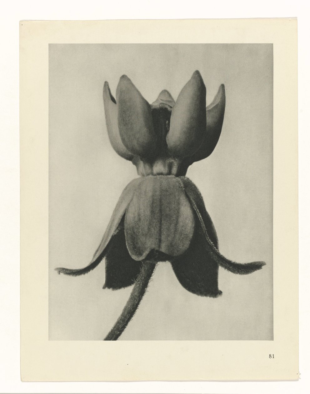 Pflanzenstudie Urformen der Kunst (Serientitel) von Karl Blossfeldt