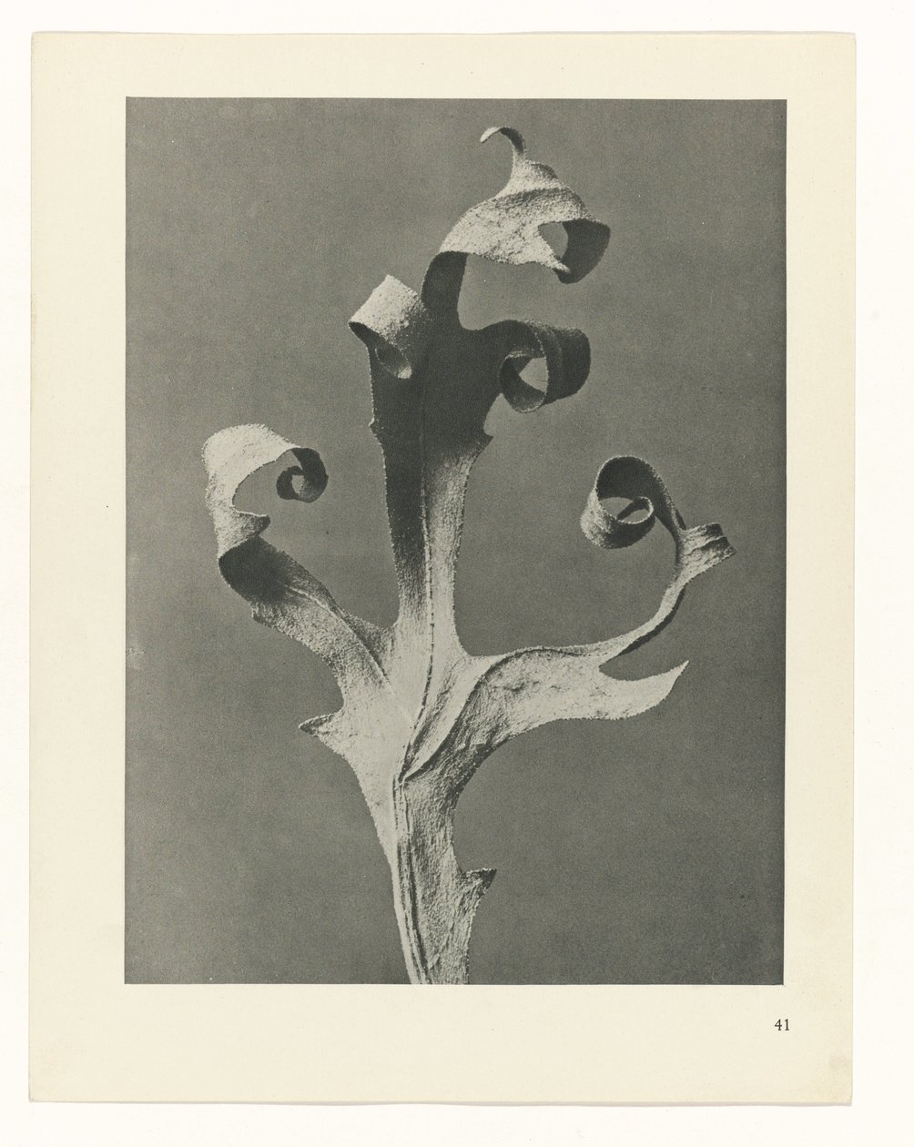 Pflanzenstudie Urformen der Kunst (Serientitel) von Karl Blossfeldt