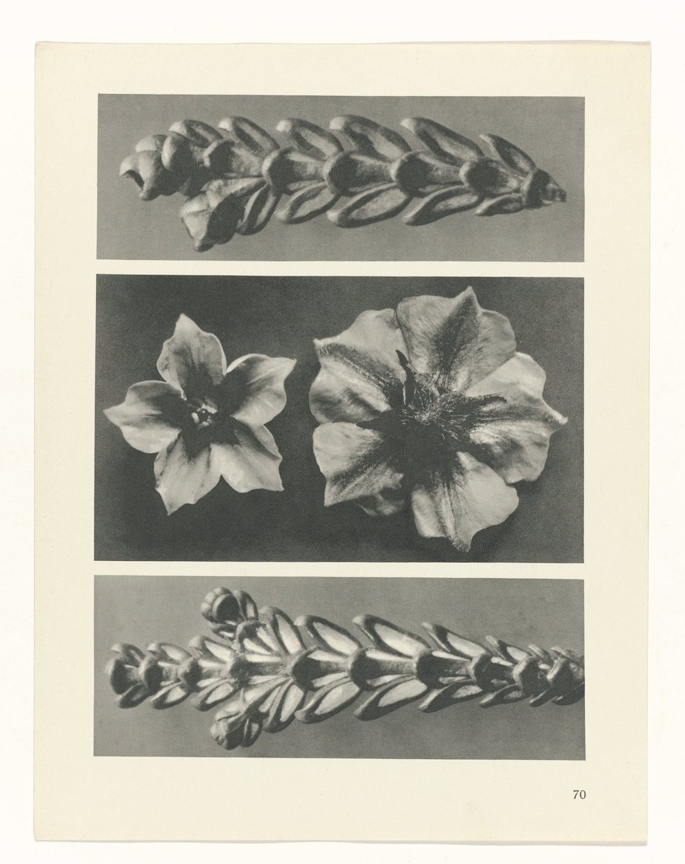 Pflanzenstudie Urformen der Kunst (Serientitel) von Karl Blossfeldt