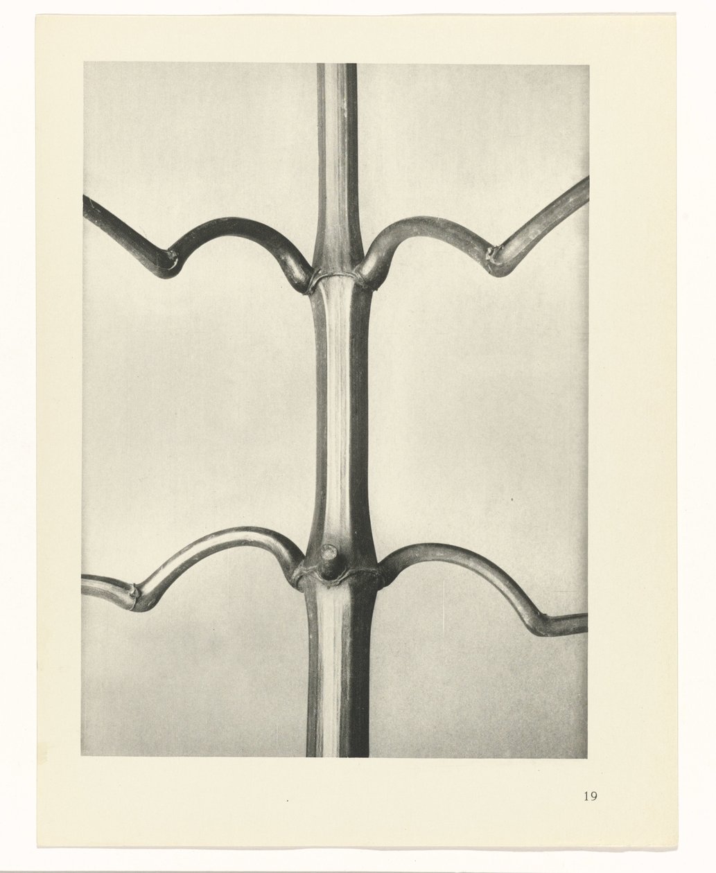 Pflanzenstudie Urformen der Kunst (Serientitel) von Karl Blossfeldt