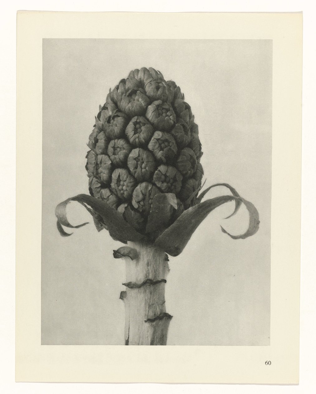 Pflanzenstudie Urformen der Kunst (Serientitel) von Karl Blossfeldt