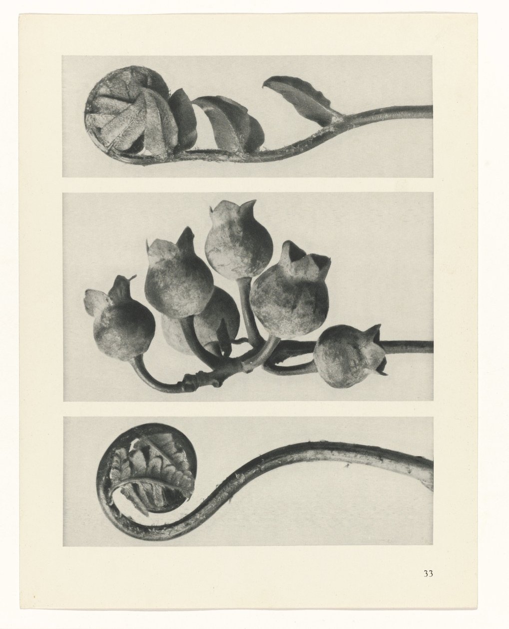 Pflanzenstudie Urformen der Kunst (Serientitel) von Karl Blossfeldt