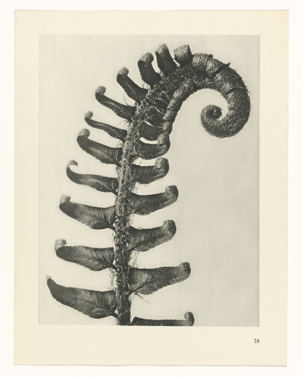Pflanzenstudie Urformen der Kunst (Serientitel) von Karl Blossfeldt