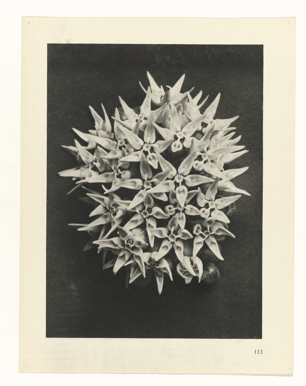 Pflanzenstudie Urformen der Kunst (Serientitel) von Karl Blossfeldt