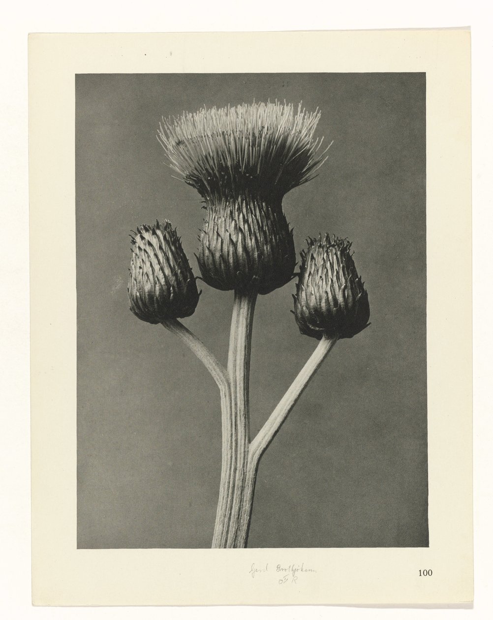 Pflanzenstudie Urformen der Kunst (Serientitel) von Karl Blossfeldt