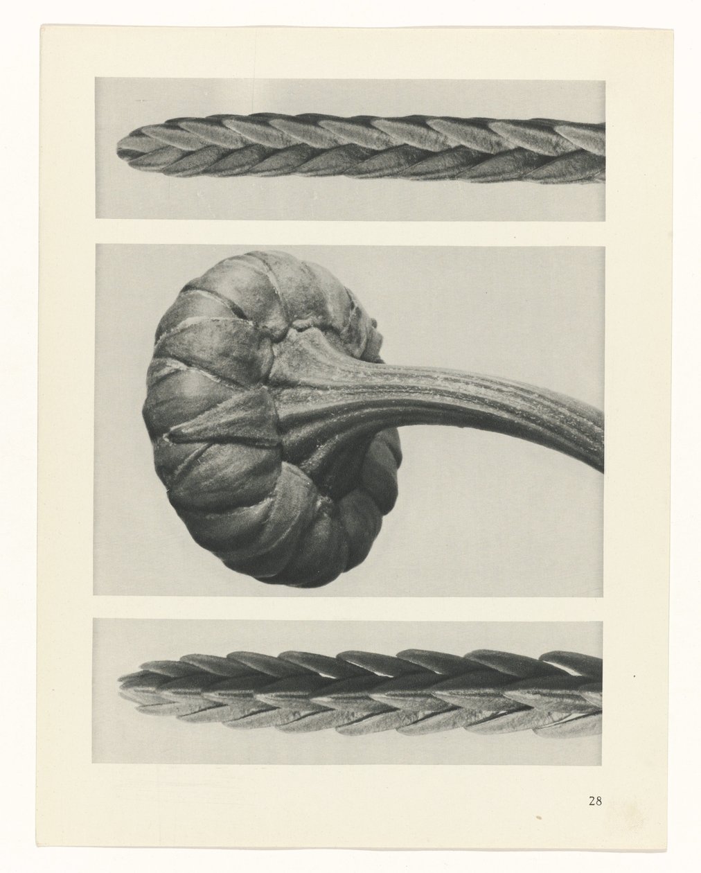 Pflanzenstudie Urformen der Kunst (Serientitel) von Karl Blossfeldt