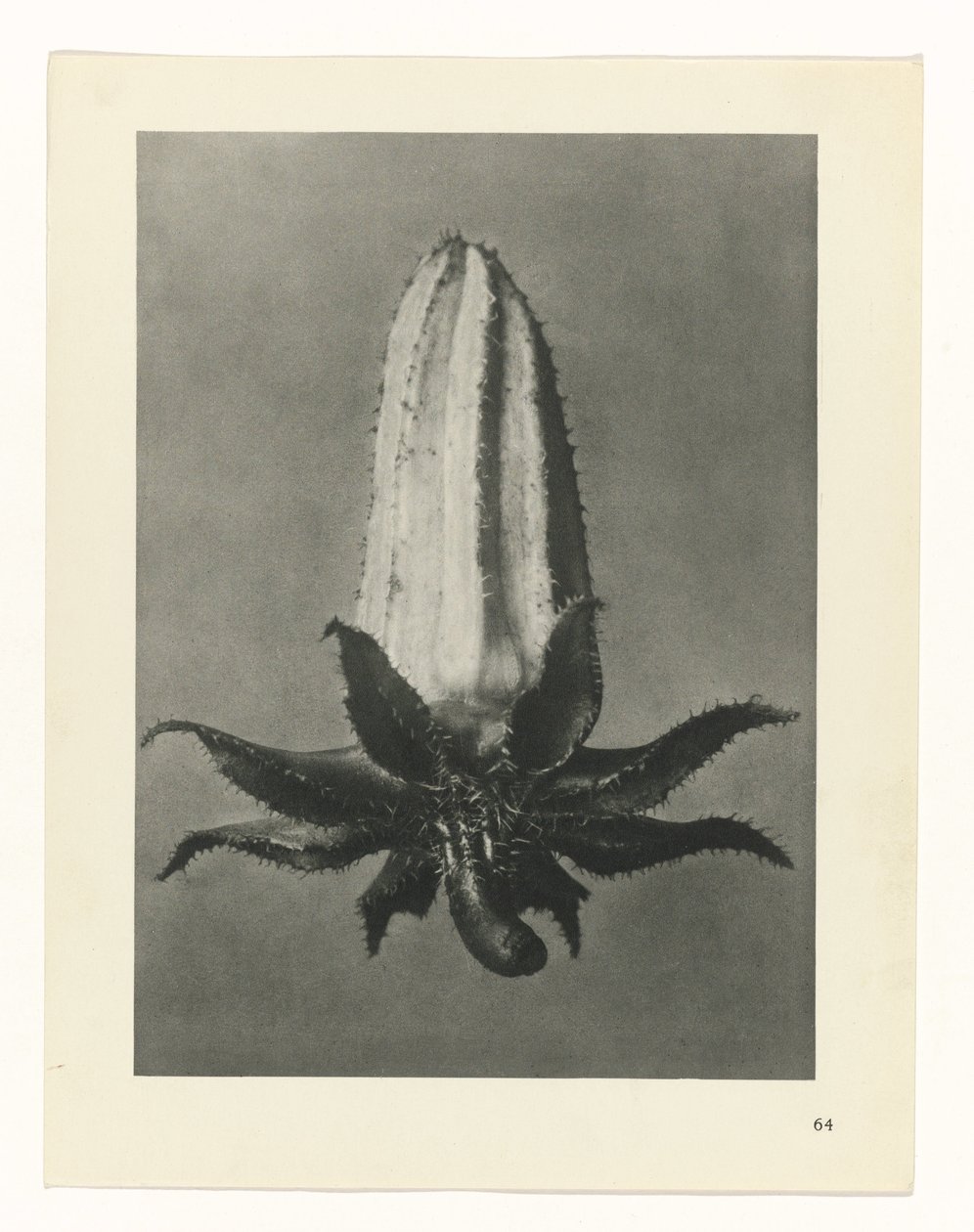 Pflanzenstudie Urformen der Kunst (Serientitel) von Karl Blossfeldt