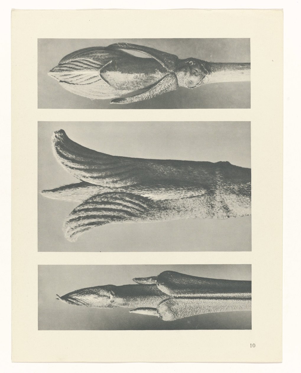 Pflanzenstudie Urformen der Kunst (Serientitel) von Karl Blossfeldt