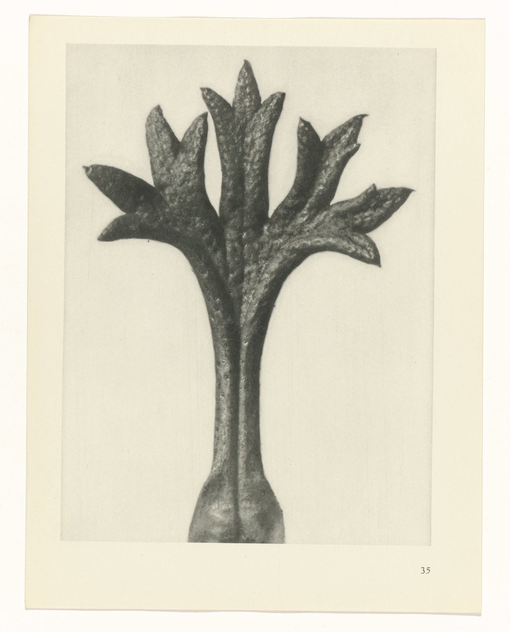Pflanzenstudie Urformen der Kunst (Serientitel) von Karl Blossfeldt