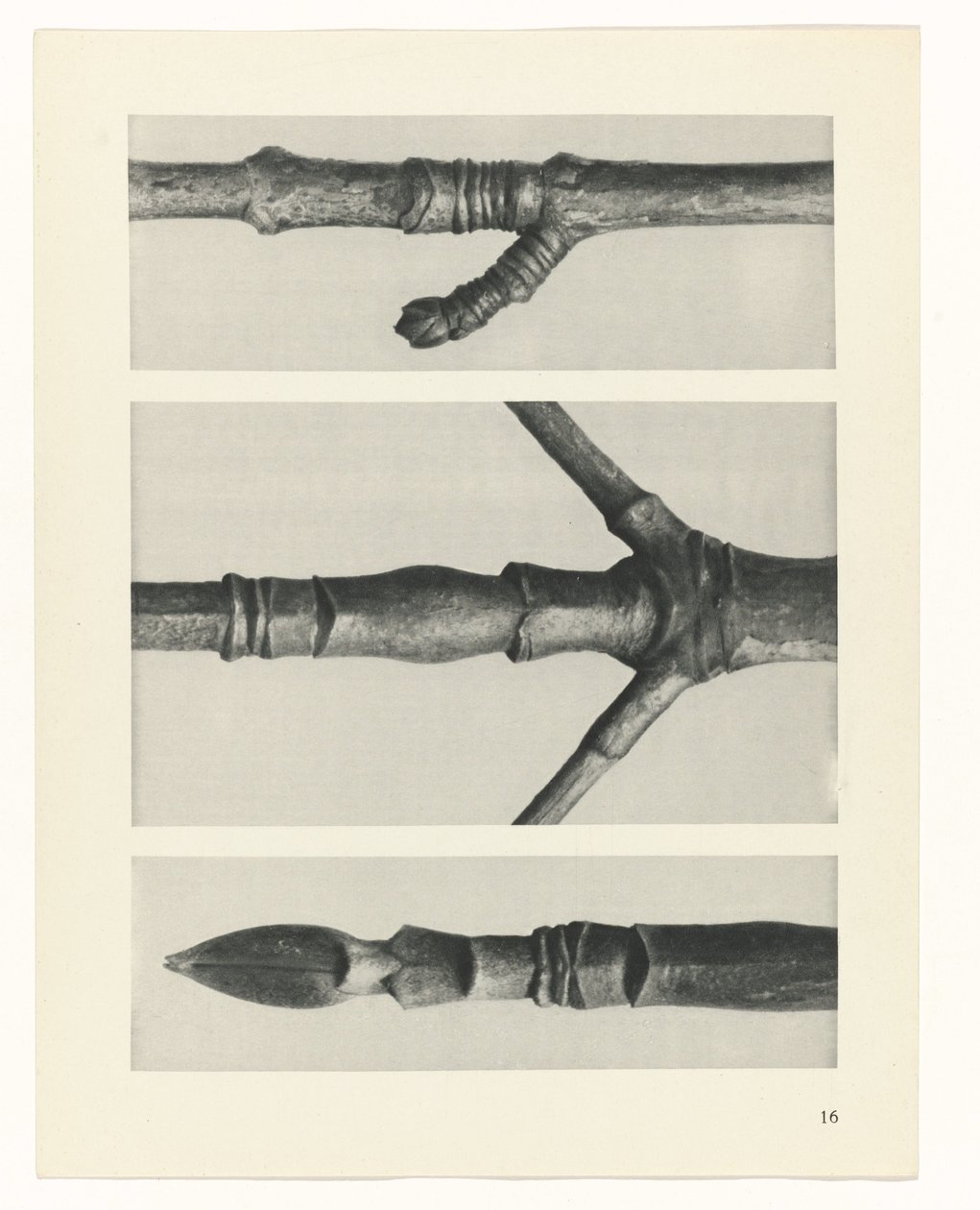 Pflanzenstudie Urformen der Kunst (Serientitel) von Karl Blossfeldt