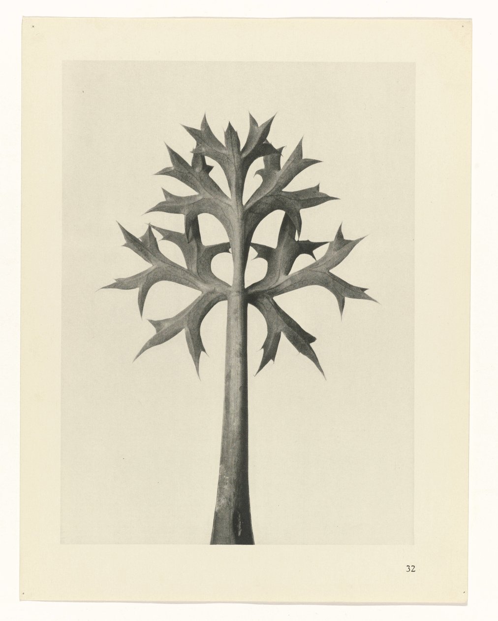 Pflanzenstudie (Urformen der Kunst) von Karl Blossfeldt