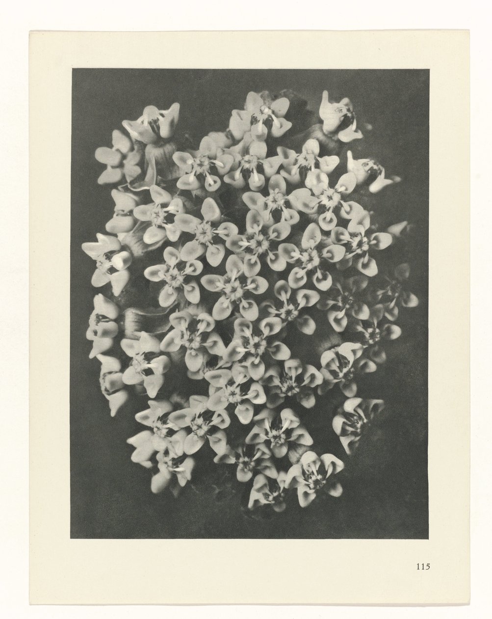 Pflanzenstudie (Urformen der Kunst) von Karl Blossfeldt