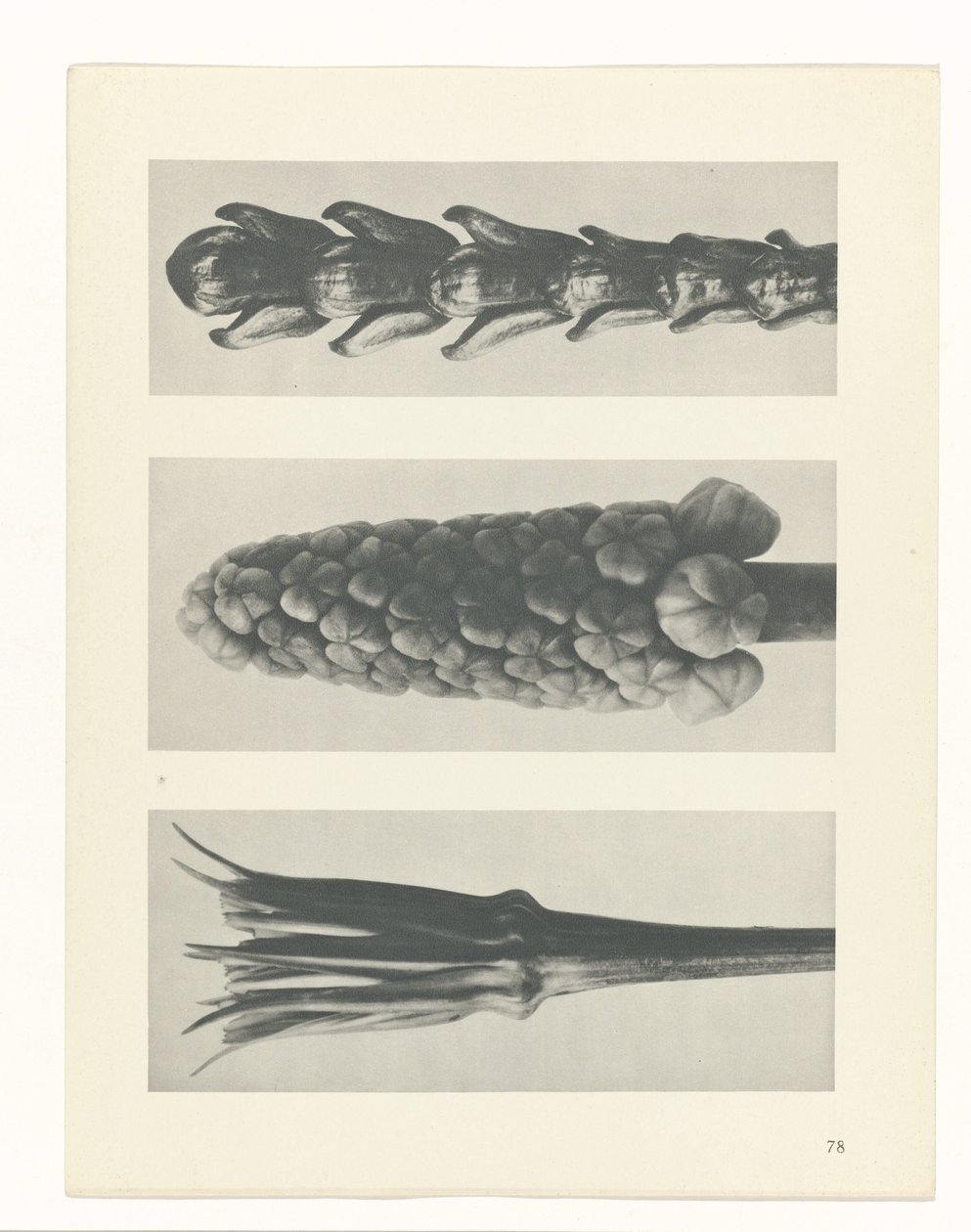 Pflanzenstudie (Urformen der Kunst) von Karl Blossfeldt