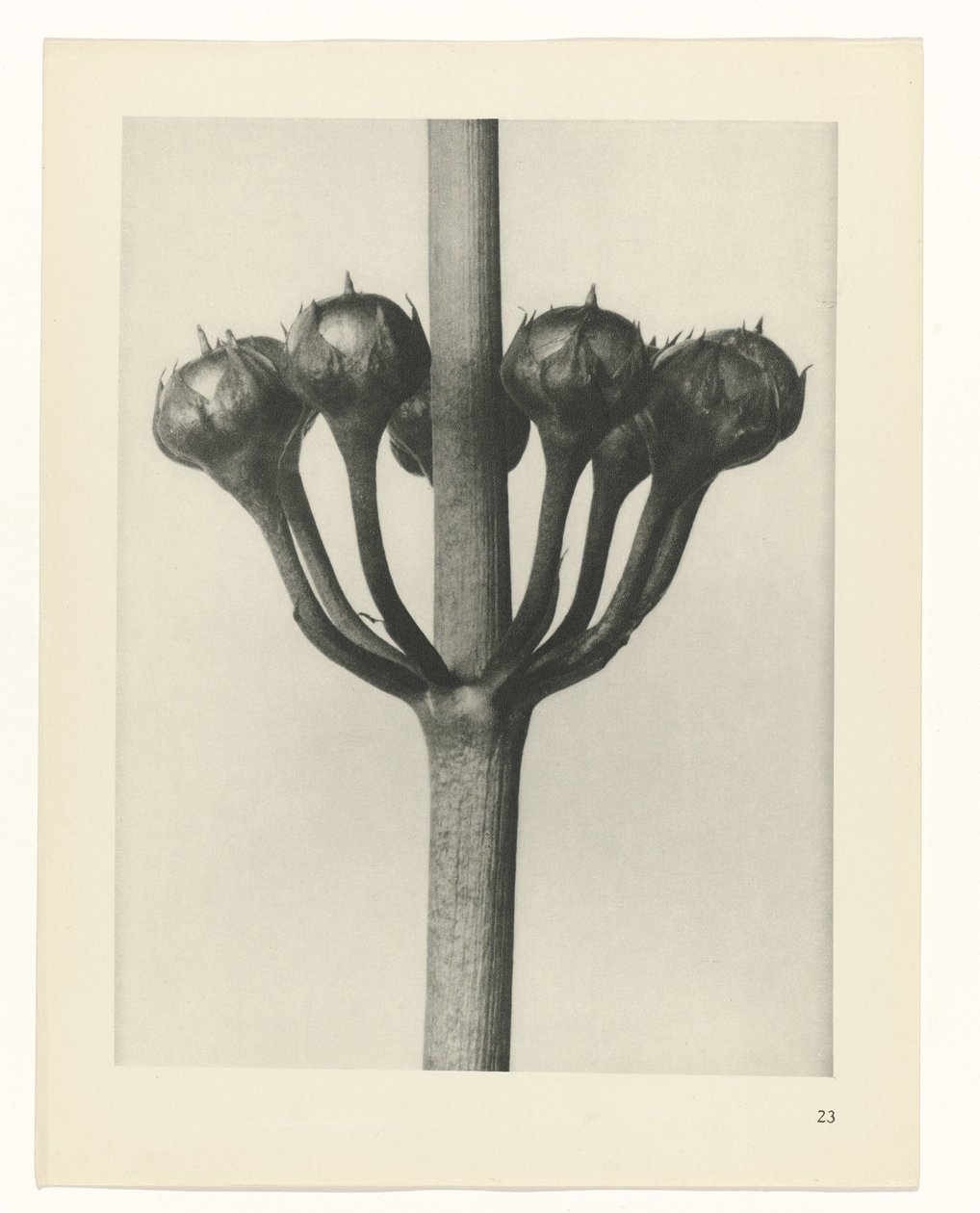 Pflanzenstudie (Urformen der Kunst) von Karl Blossfeldt