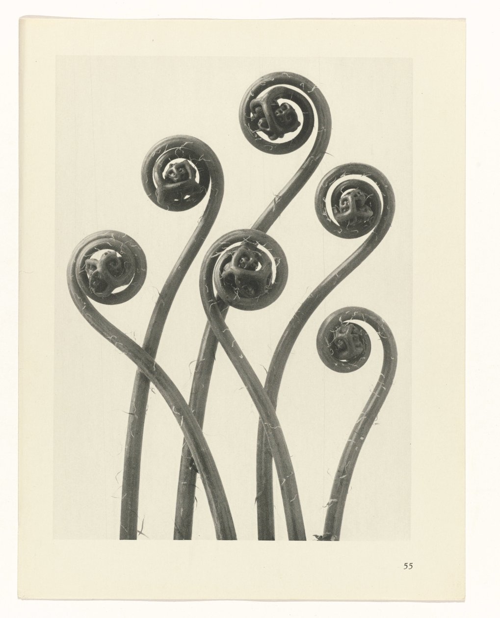 Pflanzenstudie (Urformen der Kunst) von Karl Blossfeldt