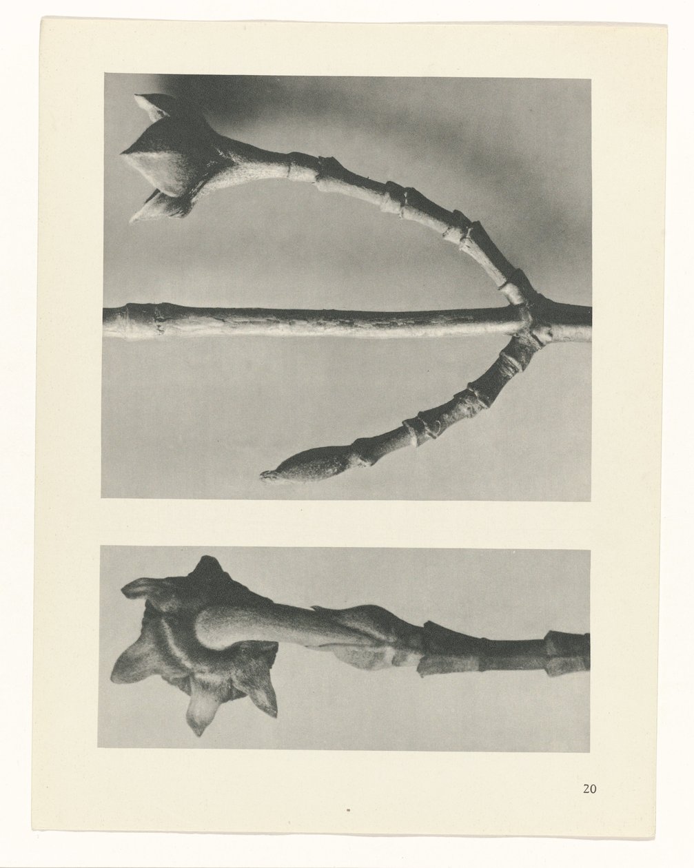 Pflanzenstudie (Urformen der Kunst) von Karl Blossfeldt