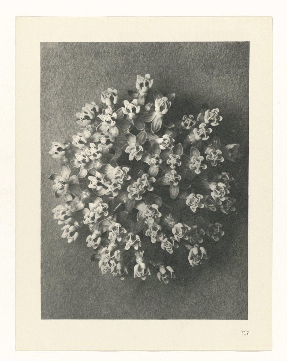Pflanzenstudie (Urformen der Kunst) von Karl Blossfeldt