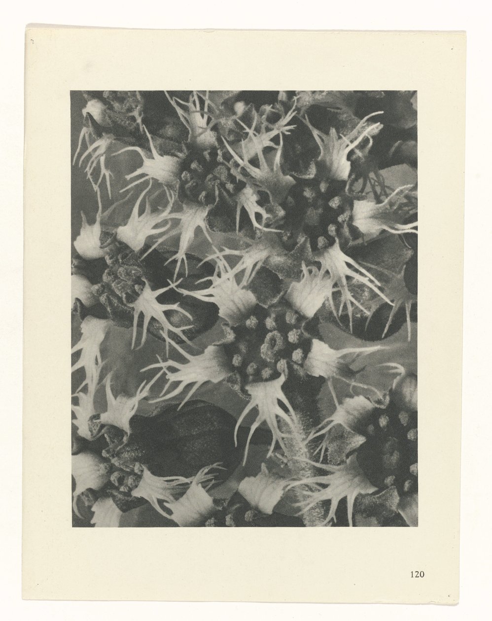 Pflanzenstudie (Urformen der Kunst) von Karl Blossfeldt