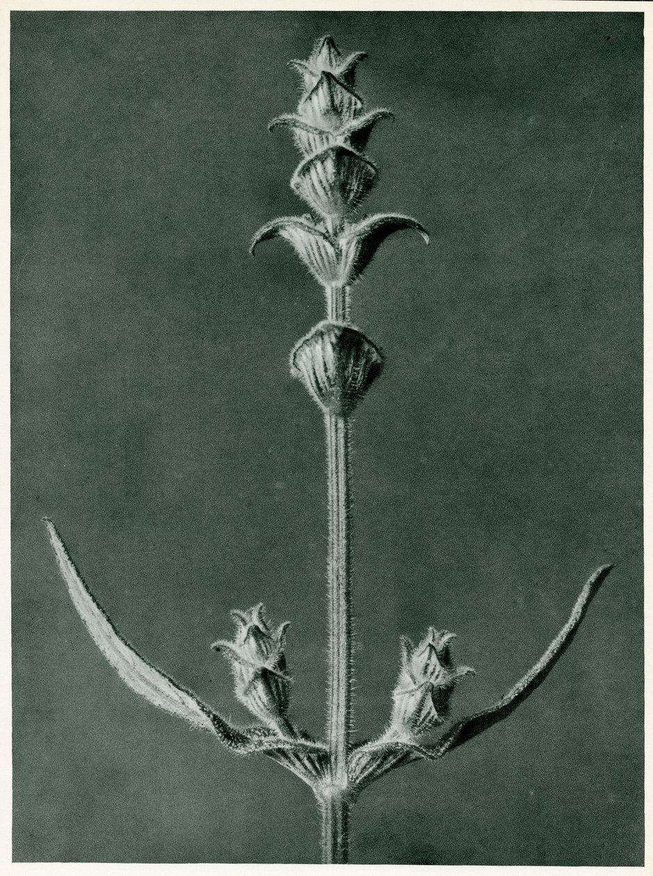 Salvia, 1929 von Karl Blossfeldt